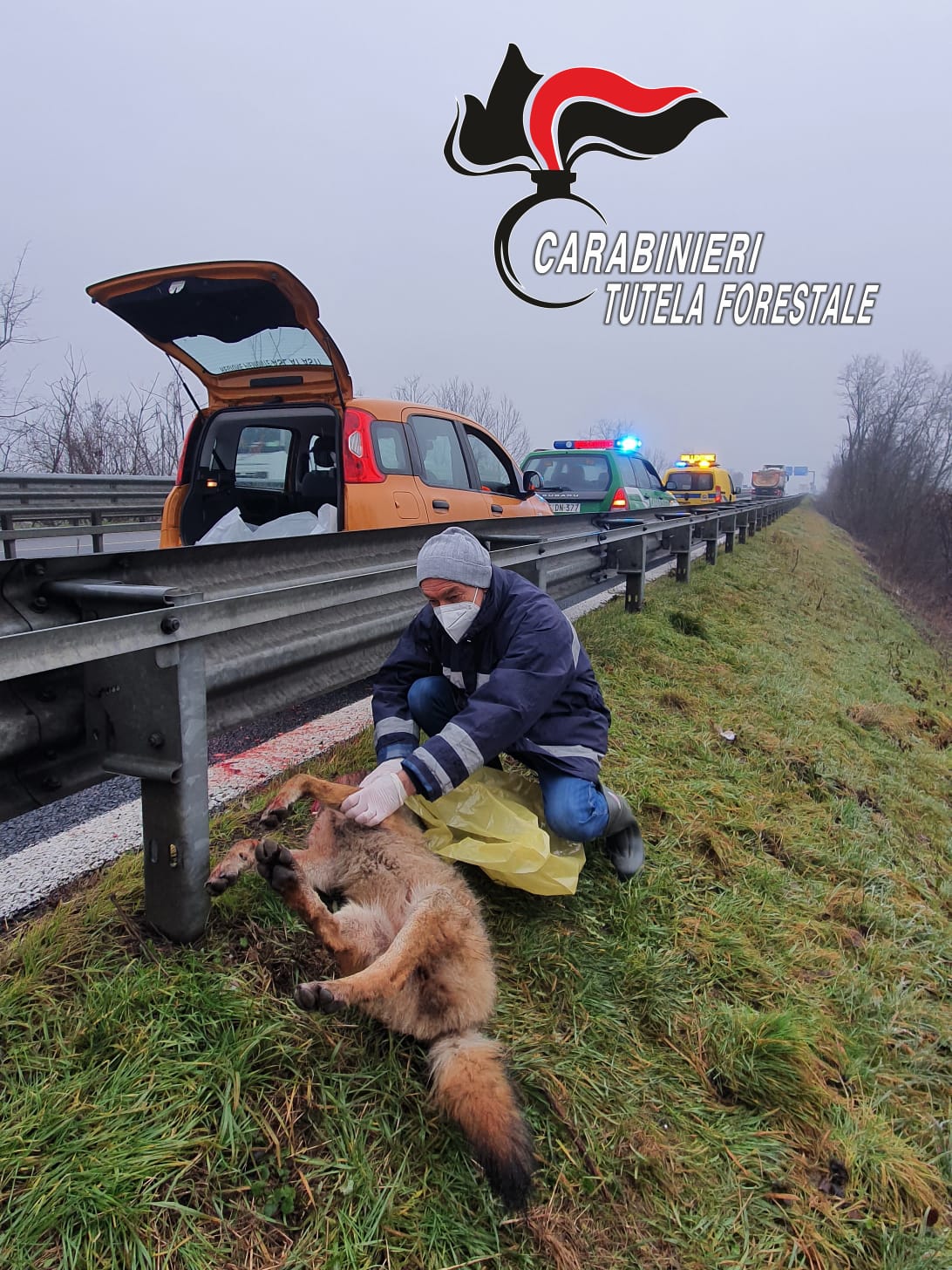 Rinvenuto A Lato Della Tangenziale Un Lupo Morto Dopo Un Incidente