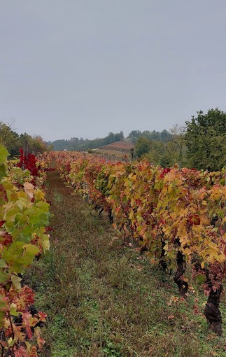 Un mare verde nel cuore del Piemonte: la riserva naturale della Val Sarmassa