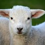 I Vigili del Fuoco liberano quattro agnellini rimasti intrappolati in una rete