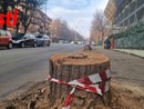 Luisa Rasero: &quot;Vedere quegli alberi abbattuti in via Petrarca  senza nessuna motivazione fornita è angosciante &quot;