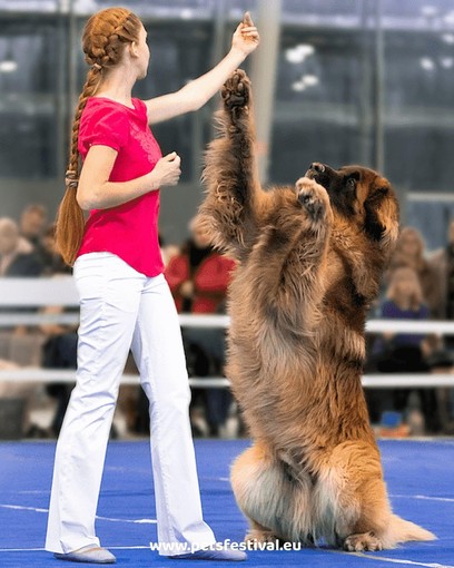 Petsfestival 2023: per la prima volta in Italia i Campionati Europei di Dog Dance