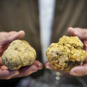 Viviamo in un posto bellissimo pieno di fiere del tartufo