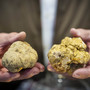 Viviamo in un posto bellissimo pieno di fiere del tartufo