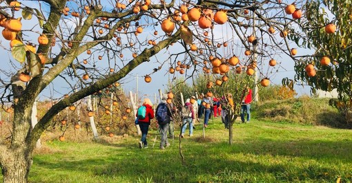 Foto Camminare Lentamente