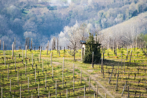 Vola il turismo in Piemonte: nei primi sei mesi dell'anno aumentano gli arrivi e metà dei pernottamenti sono stranieri