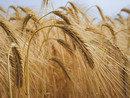 Gli agricoltori di Cia alzano la voce sul prezzo del grano