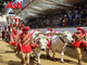 I buoi per il Carroccio del Palio arriveranno dal Vercellese con otto addetti esperti