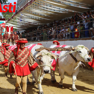 I buoi per il Carroccio del Palio arriveranno dal Vercellese con otto addetti esperti