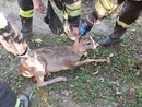 Il capriolo salvato oggi pomeriggio a Isola d'Asti