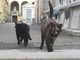 Un paio di 'ospiti' della colonia felina del cimitero di Asti