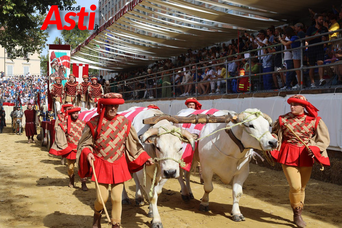 I buoi per il Carroccio del Palio arriveranno dal Vercellese con otto addetti esperti