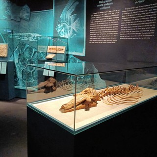 Delfinide fossile Astadelphis gastaldii (3,5 milioni di anni)  rinvenuto a Bagnasco (Montafia) nel 1878.