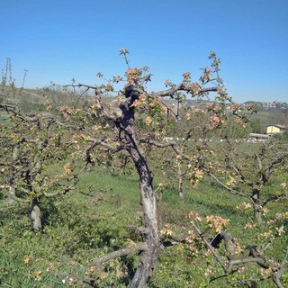 Clima, Coldiretti Piemonte fa la conta dei danni: &quot;30 miliardi negli ultimi 3 anni&quot;