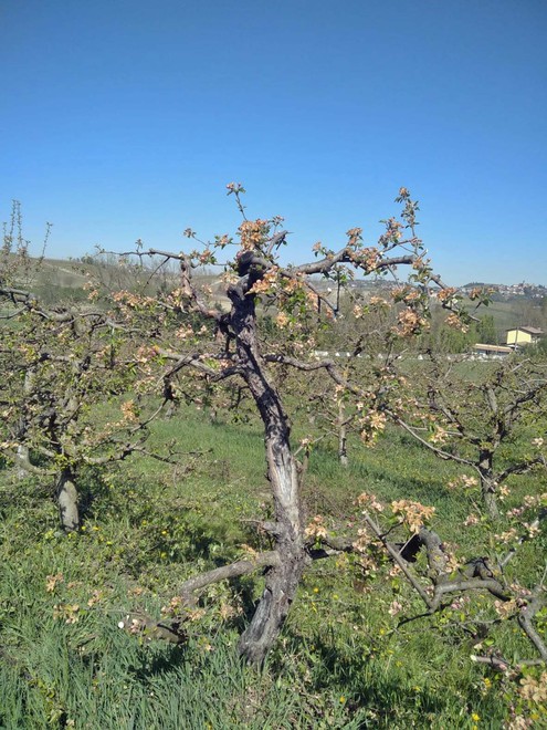 Clima, Coldiretti Piemonte fa la conta dei danni: &quot;30 miliardi negli ultimi 3 anni&quot;