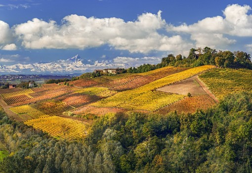 Filari dell'Astigiano portati ad arte dall'occhio e dal mestiere di Enzo Isaia