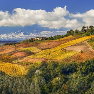 Filari dell'Astigiano portati ad arte dall'occhio e dal mestiere di Enzo Isaia