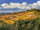 Filari dell'Astigiano portati ad arte dall'occhio e dal mestiere di Enzo Isaia