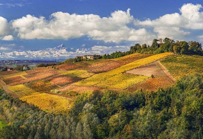 Filari dell'Astigiano portati ad arte dall'occhio e dal mestiere di Enzo Isaia