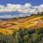 Filari dell'Astigiano portati ad arte dall'occhio e dal mestiere di Enzo Isaia