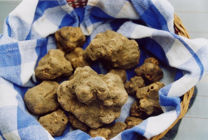 Niente Fiera del Tartufo a Montiglio Monferrato, appuntamento al 2021, quando sarà nazionale