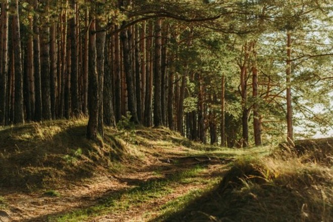 Immagine di repertorio di un bosco del Piemonte