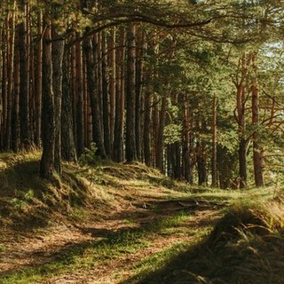 Immagine di repertorio di un bosco del Piemonte