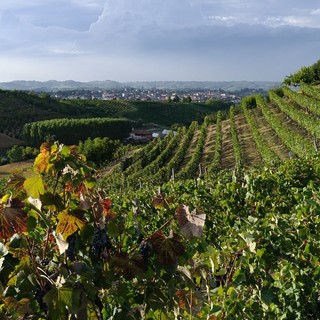 Nuova grafica promozionale per il distretto diffuso del commercio Terre di Vini e di Tartufi