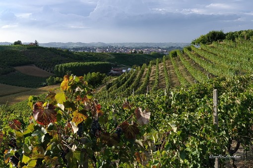 Nuova grafica promozionale per il distretto diffuso del commercio Terre di Vini e di Tartufi