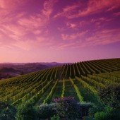 In certi posti anche il cielo vira ai colori del vino (pH  Mauro Parmesani)