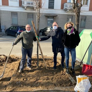 Rasero e Morra messa a dimora albero