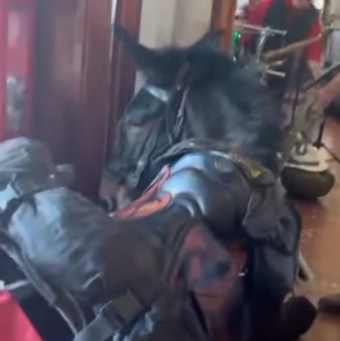 Un fotogramma del video che documenta la mula all' interno del ristorante