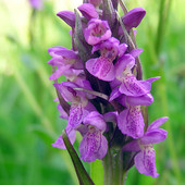 Orchis incarnata da ammirare a breve nell'Astigiano