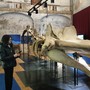 Il Paleontologico Astigiano &quot;rivoluziona&quot; l’esperienza dei visitatori con l’intelligenza artificiale