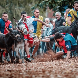 A Cocconato è tutto pronto per il Palio degli asini, che si disputerà domenica 22 settembre