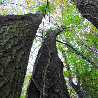 Parco naturale di Rocchetta Tanaro