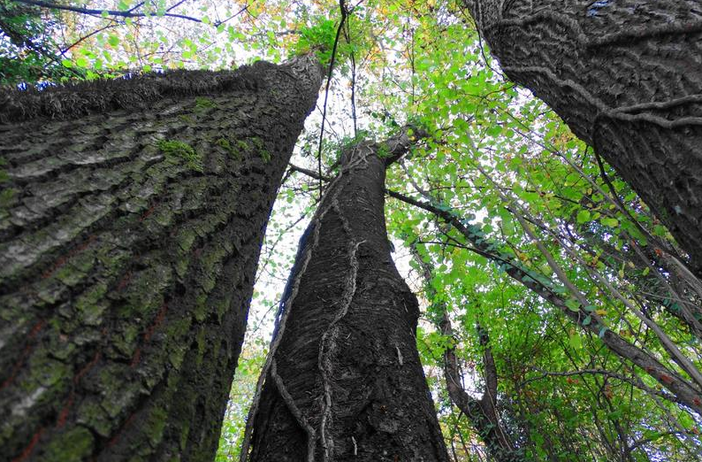 Parco naturale di Rocchetta Tanaro