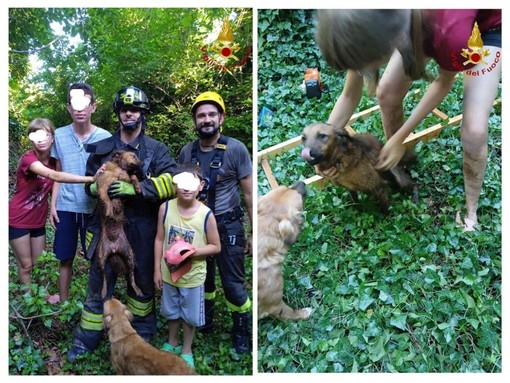 Collage di immagini successive il salvataggio del cane caduto nel pozzo