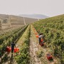 Un vigneto di Terre Alfieri