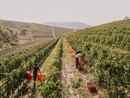 Vini eccellenti e degustazioni esclusive nell'ambito del seminario su Terre Alfieri DOCG