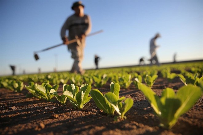 Crescono le imprese astigiane nell'ambito della cooperazione. Settore predominante l'agricoltura con 61 nuove attività