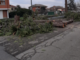 Malandrone: &quot;Perché sono stati abbattuti gli alberi in strada delle Quaglie?&quot; [FOTO]