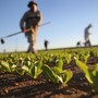 Crescono le imprese astigiane nell'ambito della cooperazione. Settore predominante l'agricoltura con 61 nuove attività