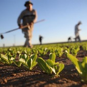 Crescono le imprese astigiane nell'ambito della cooperazione. Settore predominante l'agricoltura con 61 nuove attività