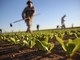 Crescono le imprese astigiane nell'ambito della cooperazione. Settore predominante l'agricoltura con 61 nuove attività