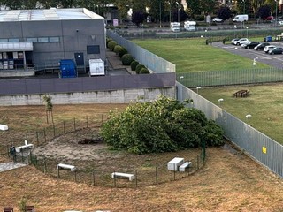 L'albero abbattuto dai violenti temporali del luglio scorso