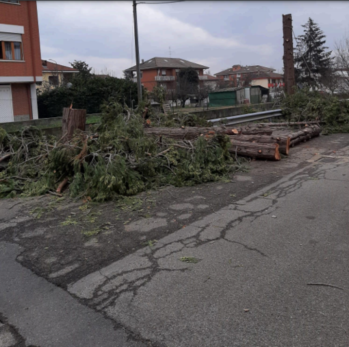 Malandrone: &quot;Perché sono stati abbattuti gli alberi in strada delle Quaglie?&quot; [FOTO]