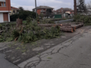 Malandrone: &quot;Perché sono stati abbattuti gli alberi in strada delle Quaglie?&quot; [FOTO]