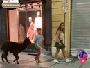 Alpaca a passeggio per Asti