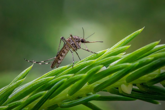 Tieni lontane le zanzare dal tuo giardino con Brillantia