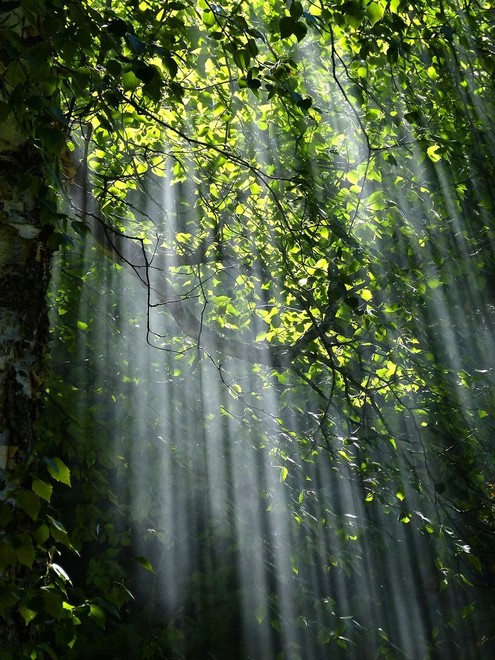 Una rinascita nel bosco: il viaggio di Luca Tresoldi attraverso la fotografia e la sensibilità chimica multipla